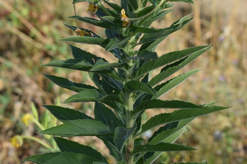 Oenothera sp.