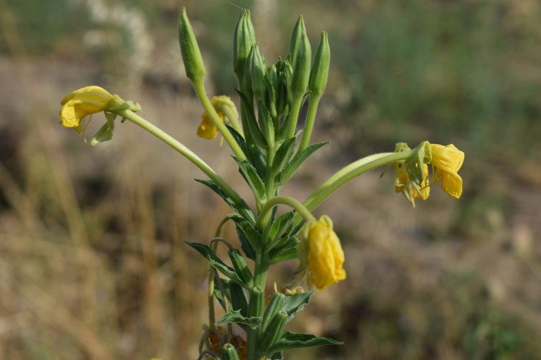 Oenothera sp.