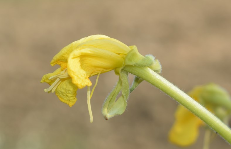 Oenothera sp.