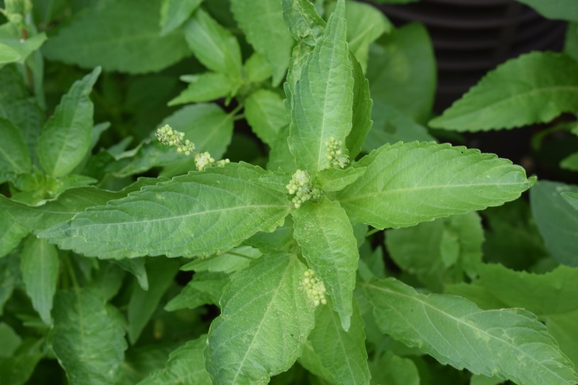 Mercurialis perennis / Mercorella bastarda