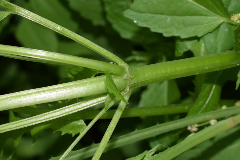 Mercurialis perennis / Mercorella bastarda