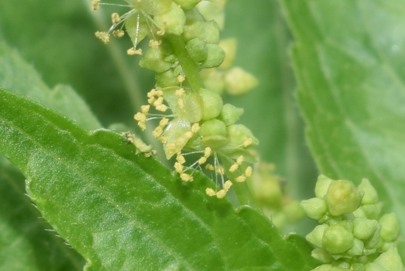 Mercurialis perennis / Mercorella bastarda