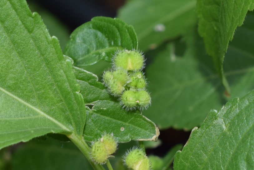 Mercurialis perennis / Mercorella bastarda