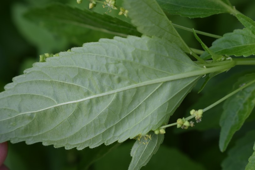 Mercurialis perennis / Mercorella bastarda