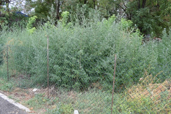 Ambiente ruderale - Chenopodium?