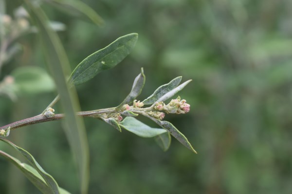 Ambiente ruderale - Chenopodium?