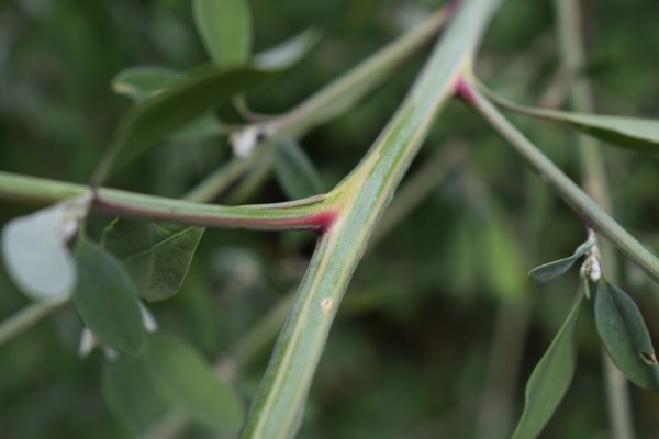 Ambiente ruderale - Chenopodium?