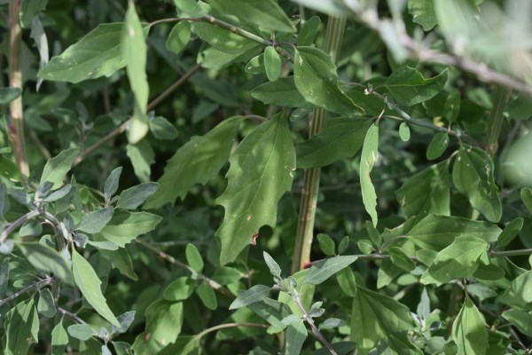 Ambiente ruderale - Chenopodium?