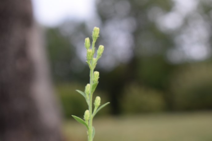 Asteracea?