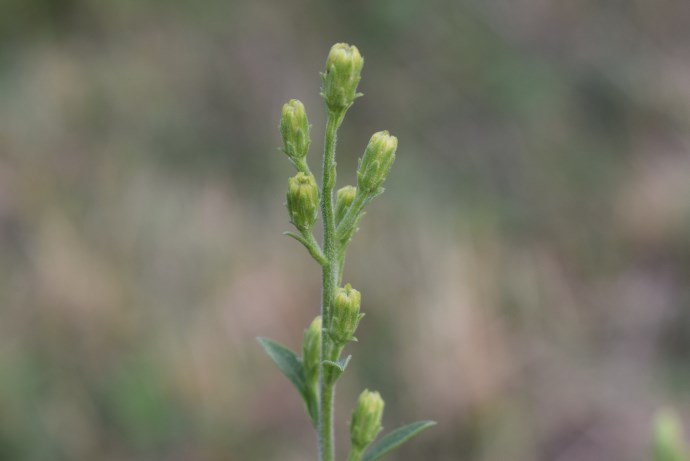 Asteracea?