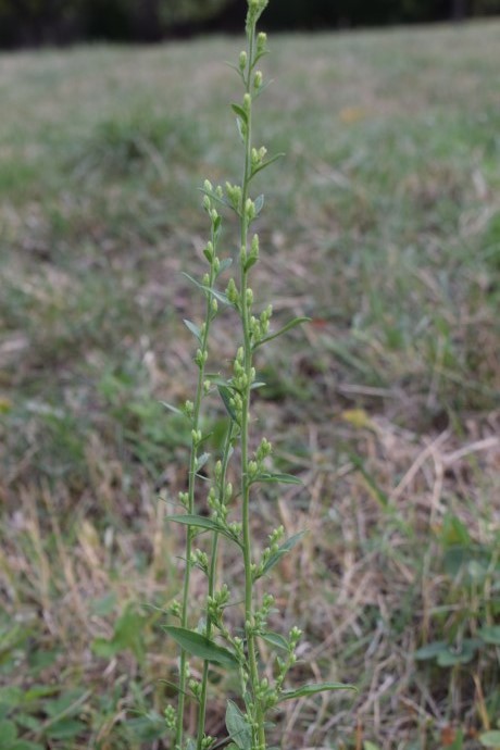 Asteracea?