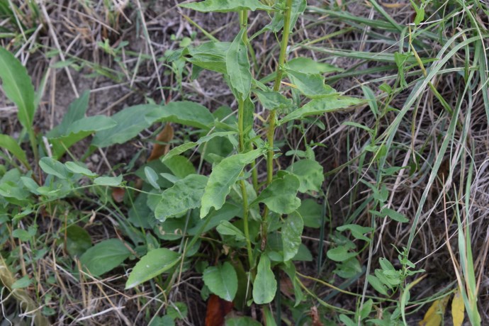 Asteracea?