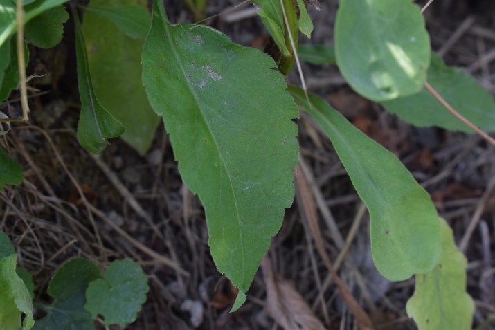 Asteracea?