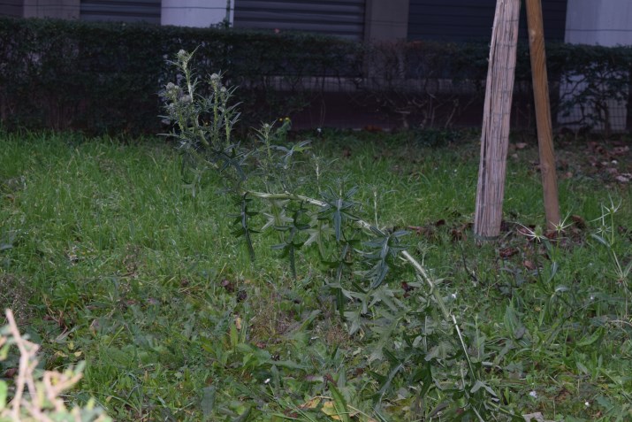 Cirsium eriophorum