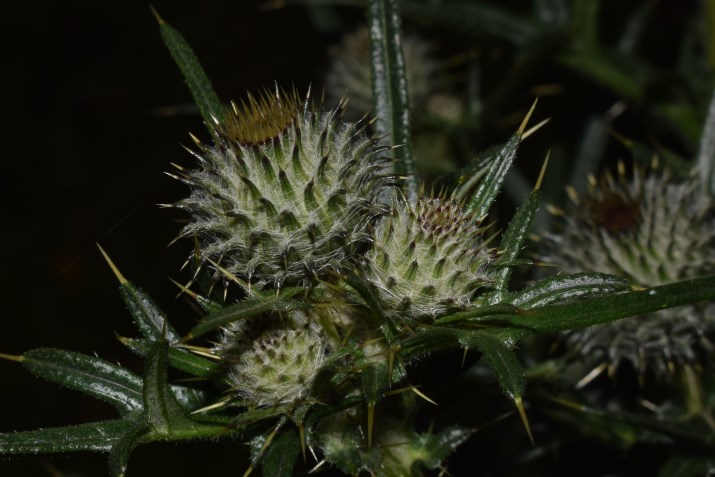 Cirsium eriophorum