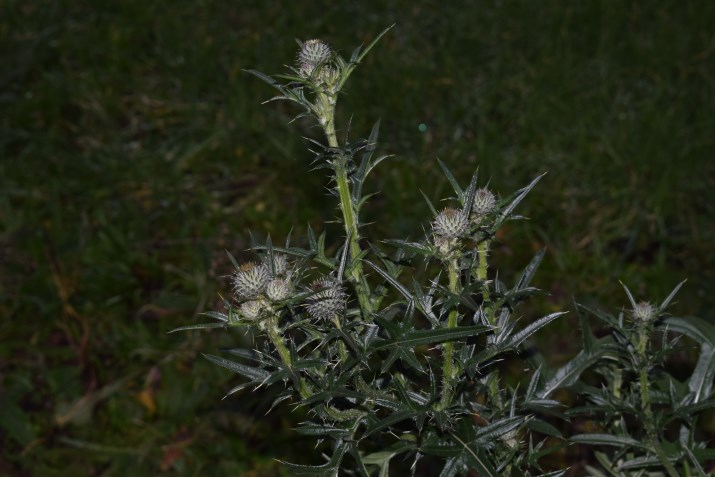 Cirsium eriophorum