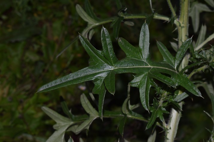 Cirsium eriophorum