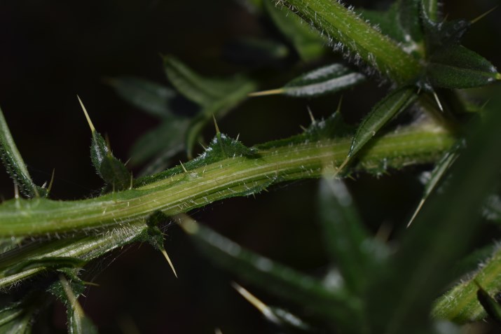 Cirsium eriophorum