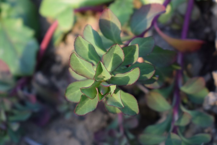 Euphorbia helioscopia