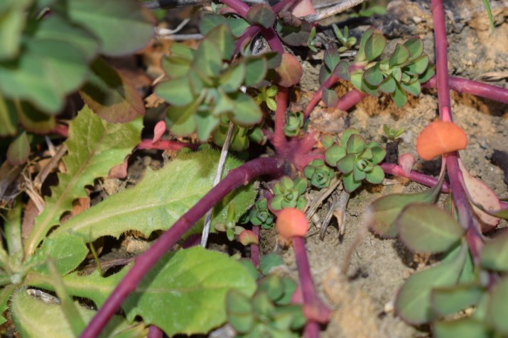 Euphorbia helioscopia