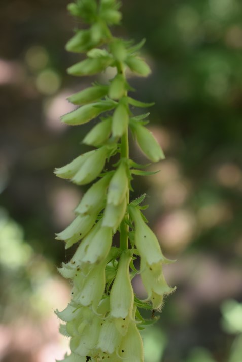 Digitalis lutea?  S !