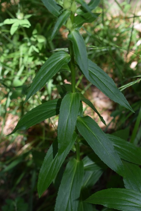 Digitalis lutea?  S !