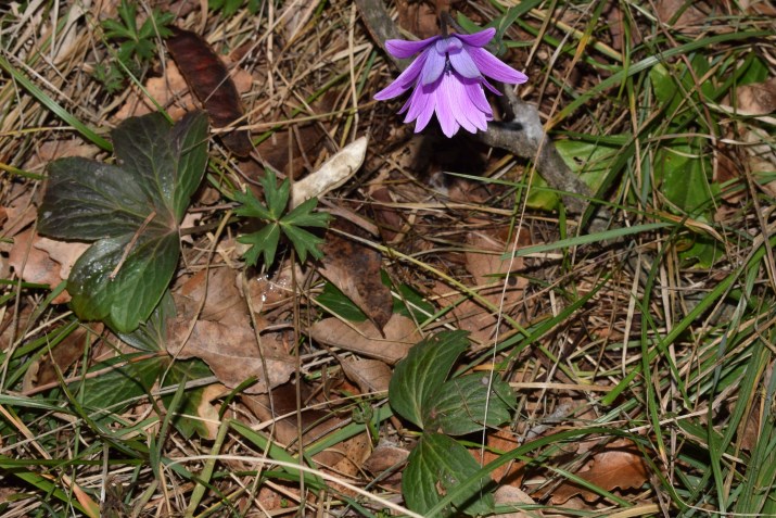 Anemone hortensis