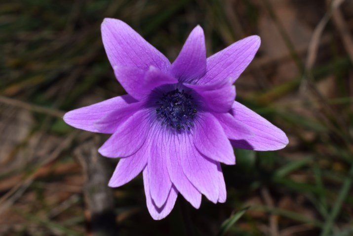 Anemone hortensis