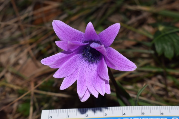 Anemone hortensis