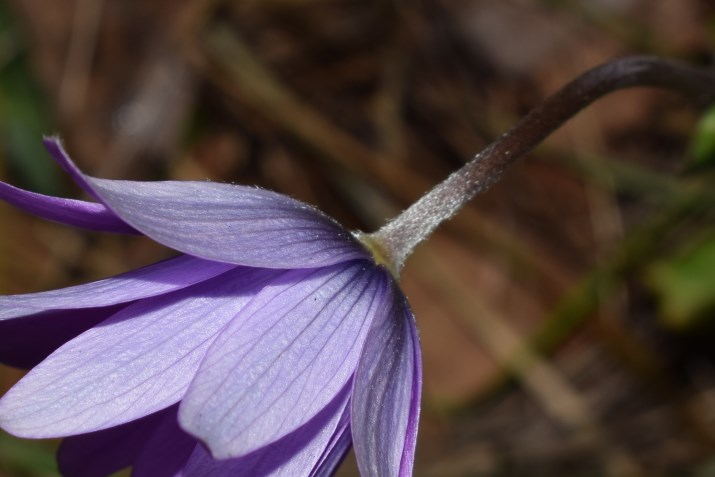 Anemone hortensis