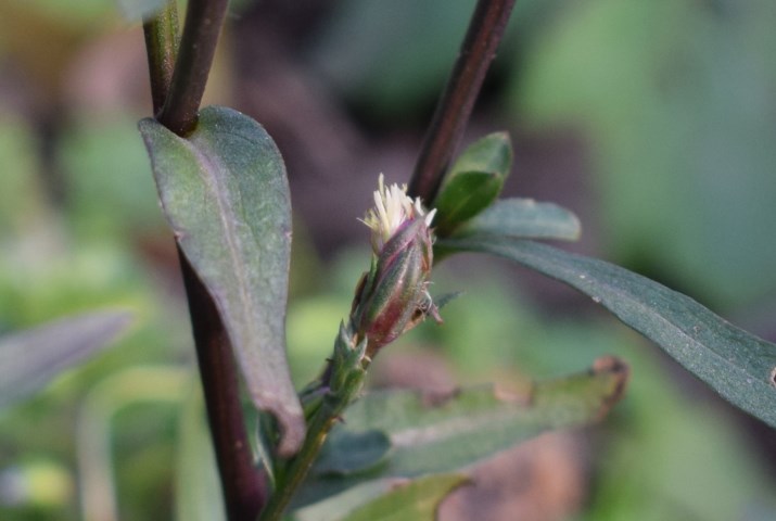 Symphyotrichum squamatum (=Aster squamatus)