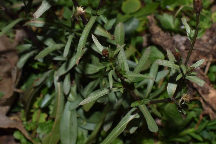 Symphyotrichum squamatum (=Aster squamatus)