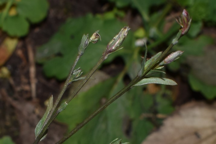 Symphyotrichum squamatum (=Aster squamatus)