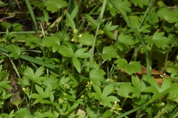 Che pianta ?  Ranunculus parviflorus