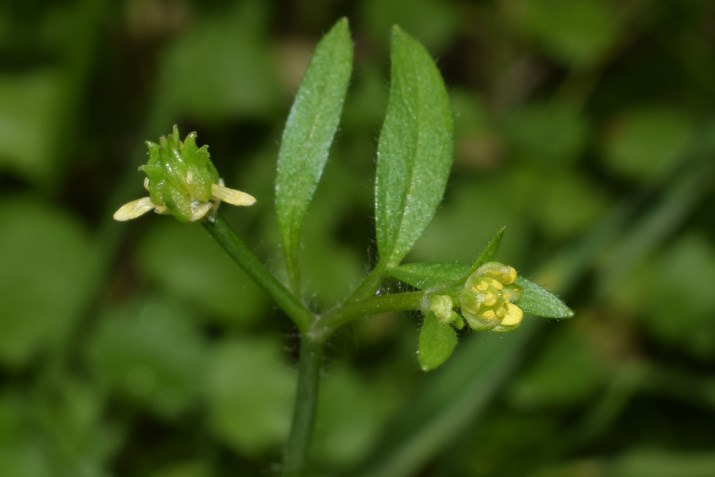 Che pianta ?  Ranunculus parviflorus