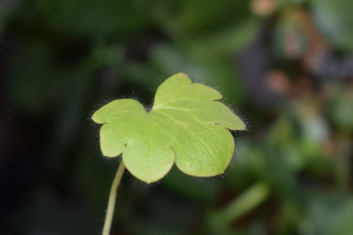 Che pianta ?  Ranunculus parviflorus