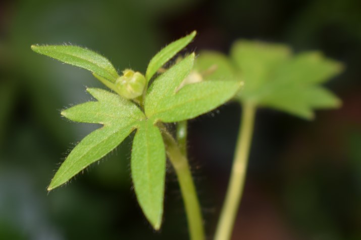 Che pianta ?  Ranunculus parviflorus