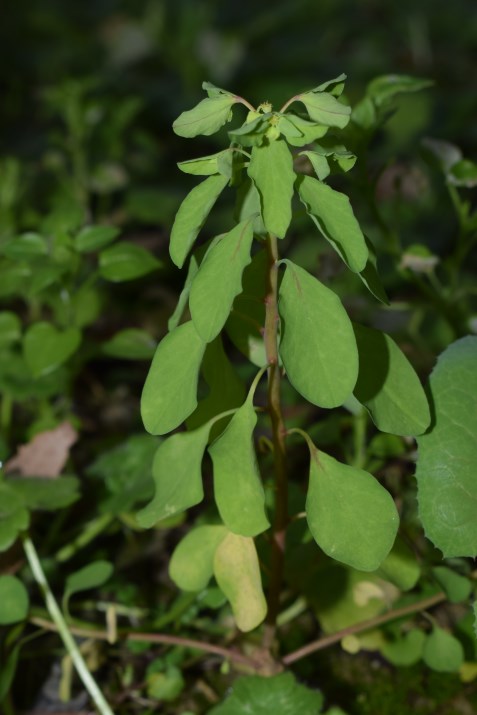 Euphorbia?  S, Euphorbia peplus