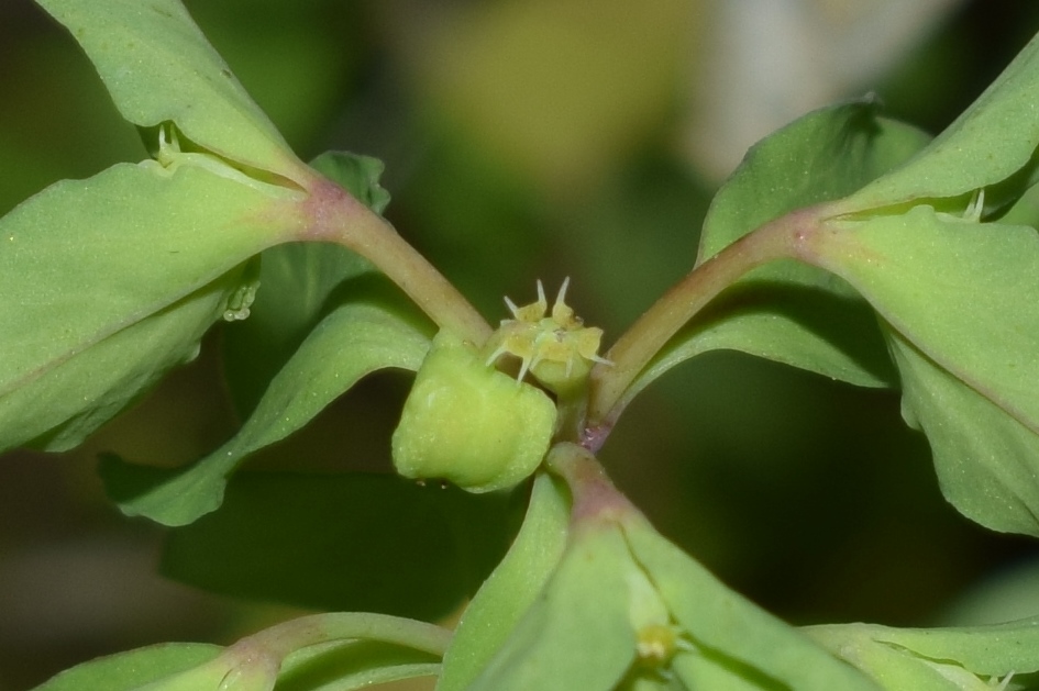 Euphorbia?  S, Euphorbia peplus