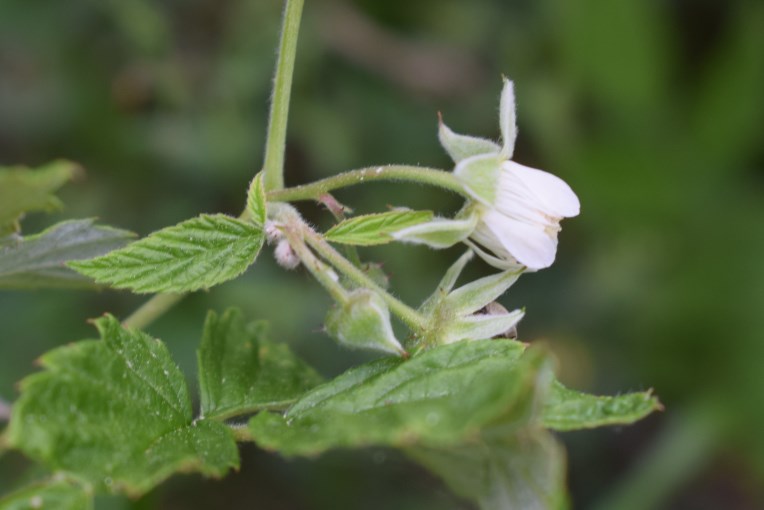 Quale rubus?