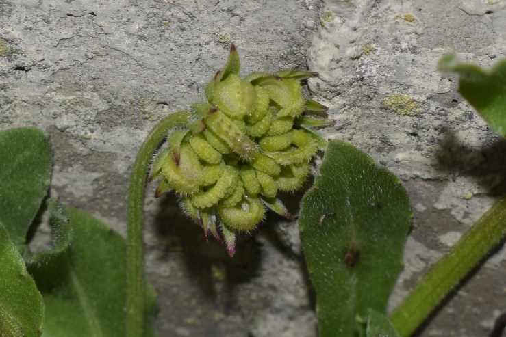 Asteracea esotica?  Asteracea, ma non esotica:  Calendula arvensis
