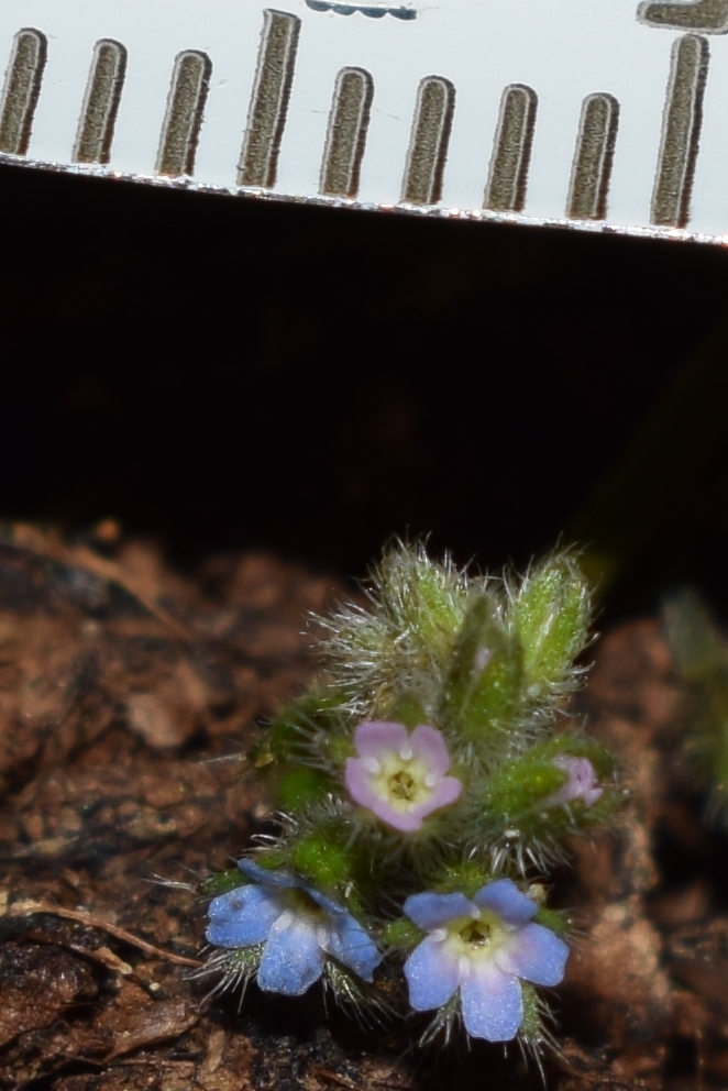 Fiore minuscolo: Myosotis sp.