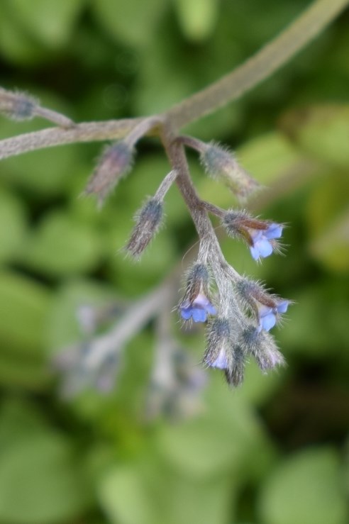 Fiore minuscolo: Myosotis sp.