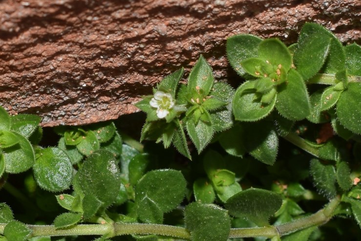 Fiore bianco minuscolo: Arenaria leptoclados (Caryophyllaceae)