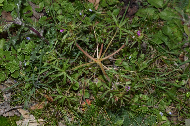 Geraniacea?  S, Geranium dissectum