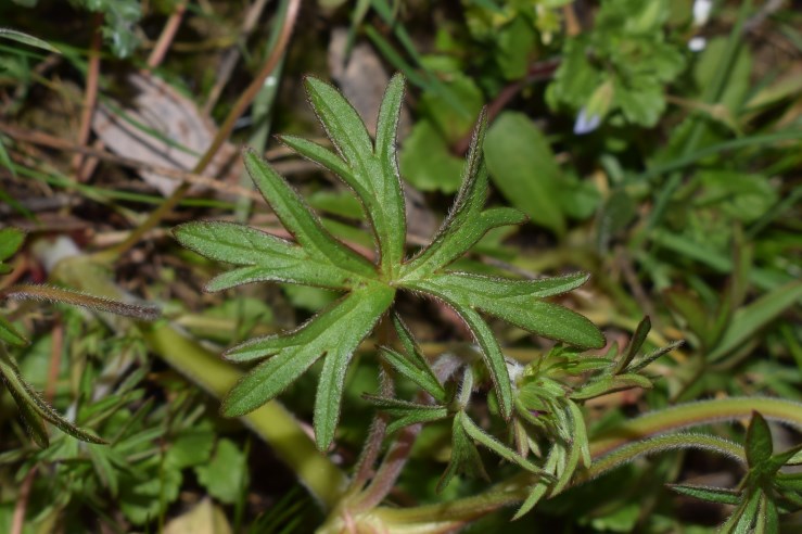 Geraniacea?  S, Geranium dissectum