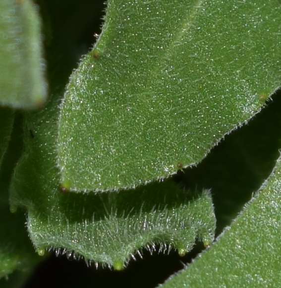 Asteracea esotica?  Asteracea, ma non esotica:  Calendula arvensis