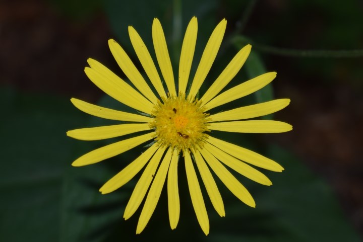 Che pianta ?     Doronicum sp.