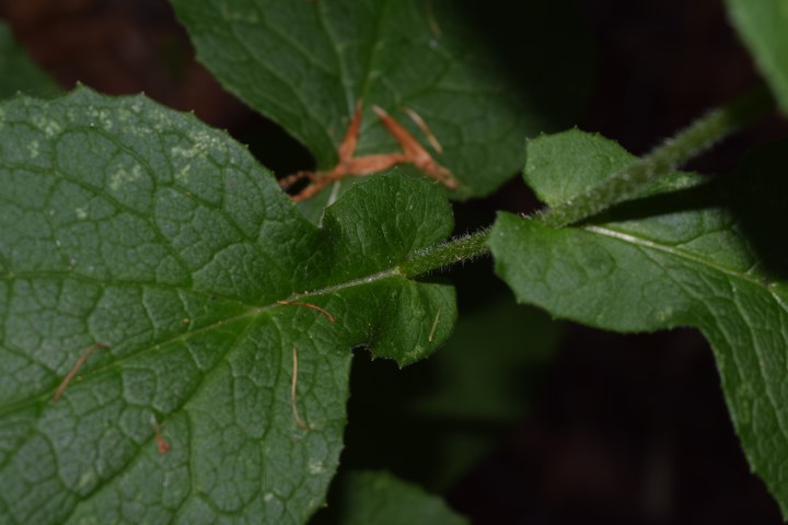 Che pianta ?     Doronicum sp.