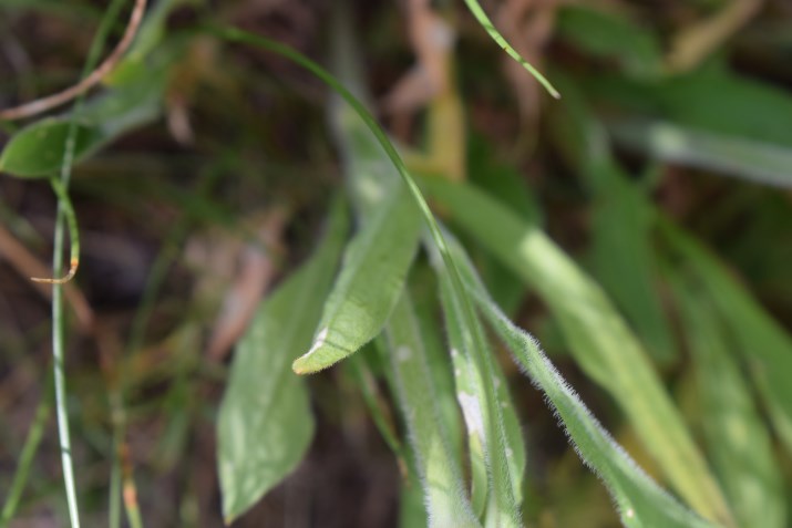 Quale silene?   Silene sp.